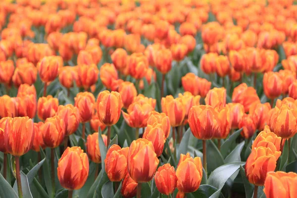 Tulipano Arancione Spiccano Presso Aiuola — Foto Stock