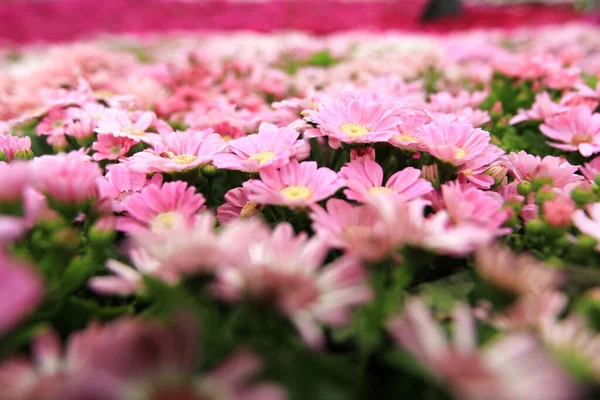 Dimorfiteka Ecklonis Eller Osteospermum Eller Afrikanska Daisy Blommor Full Blom — Stockfoto
