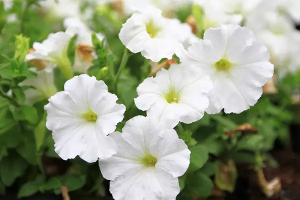 Große Gemischte Gruppe Von Impatiens Walleriana Blumen Einem Sonnigen Sommergarten — Stockfoto