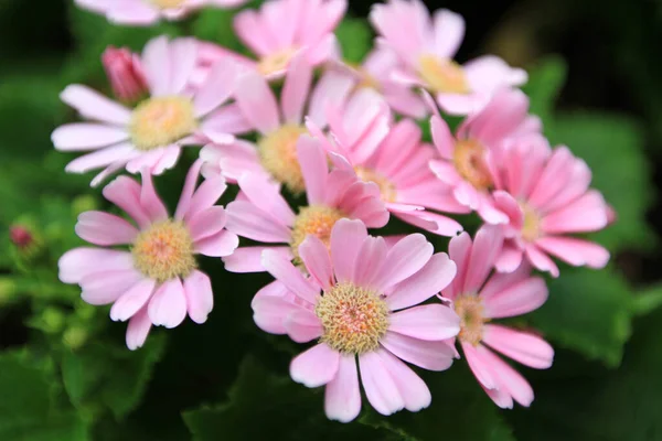 Dimorphotheca Ecklonis Osteospermum Άνθη Αφρικανικής Μαργαρίτας Πλήρη Άνθιση — Φωτογραφία Αρχείου