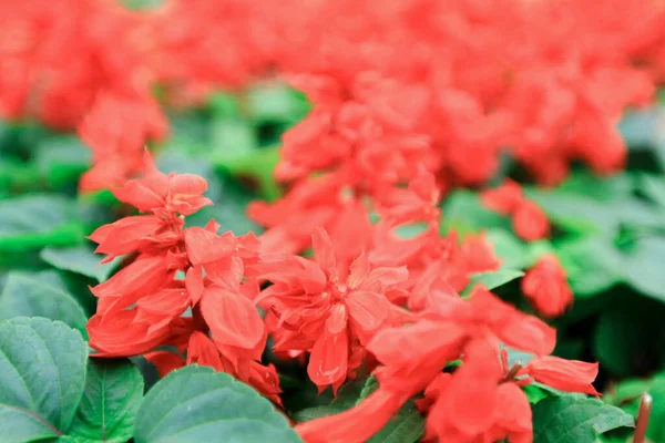 Uma Bela Flor Vermelha Jardim Padrão Flor Vermelha — Fotografia de Stock