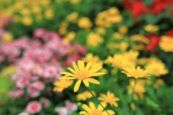 Argyranthemum Frutescens Znany Jako Paryska Stokrotka Marguerite Lub Marguerite Daisy — Zdjęcie stockowe