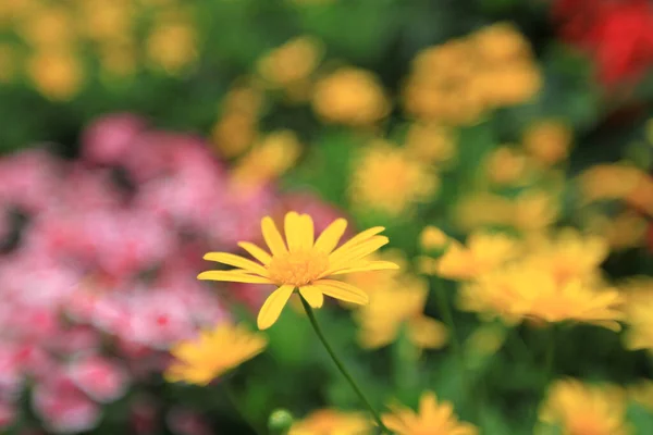 Argyranthemum Frutescens Conocida Como Margarita París Margarita Margarita —  Fotos de Stock