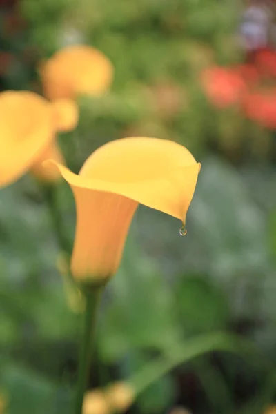 Die Gelbe Calla Blüten Komposition Frühling — Stockfoto