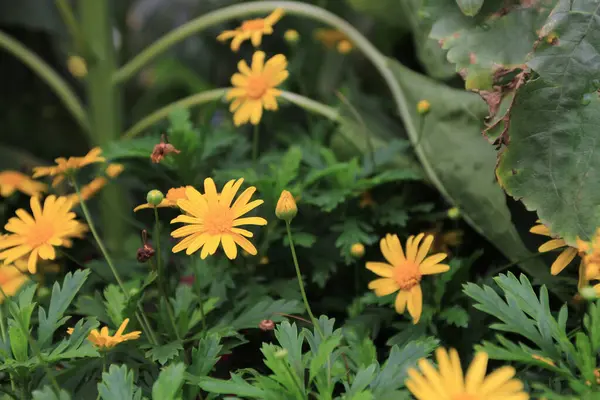 Amarelo Flores Dasiy Jardim — Fotografia de Stock