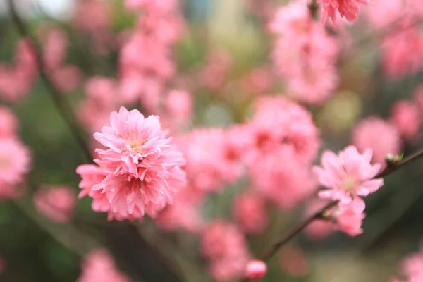 Prunus Serrulata Rose Fleurit Printemps — Photo