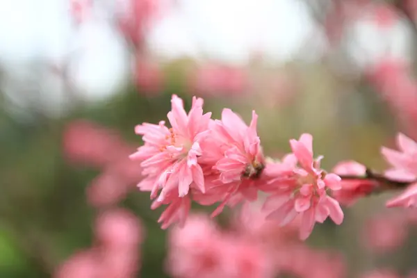 Prunus Serrulata Rose Fleurit Printemps — Photo