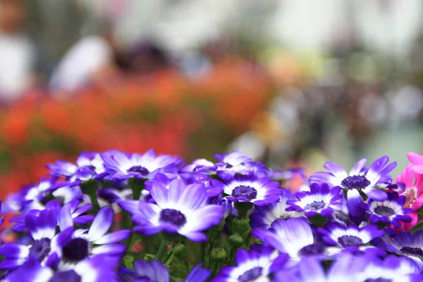 フル咲きのディモルフォテカ エクロニスやオステオスペルマムやアフリカのデイジーの花 — ストック写真