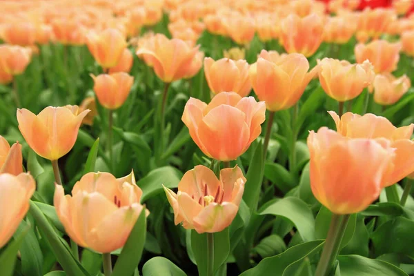 Coloré Champ Fleurs Tulipes Printemps Tulipe Orange — Photo