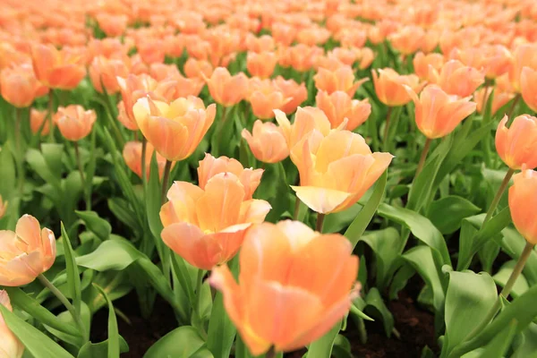 Colorato Campo Fiori Tulipano Nella Stagione Primaverile Tulipano Arancione — Foto Stock