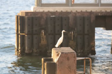 Doğada güneşli balıkçıl, günbatımının kıyısı.