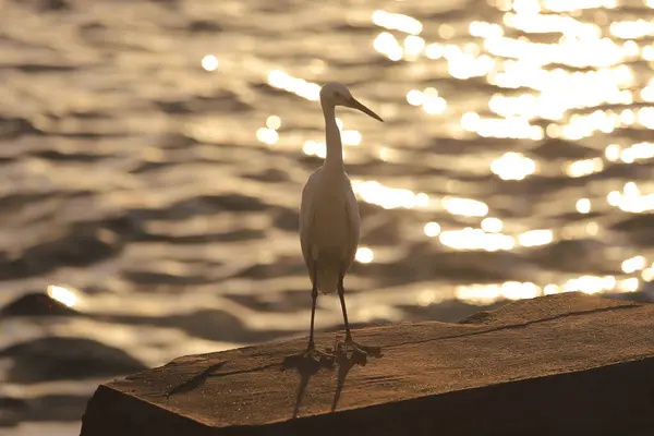 Reiger Met Zon Natuur Kust Van Zonsondergang — Stockfoto