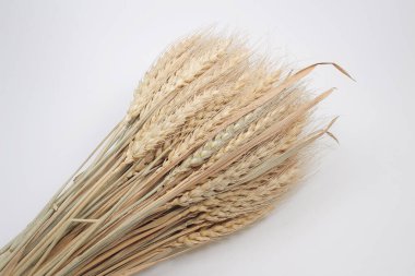 Buğday kulaklı bir grup Altın Mısır gevreği tarlası.