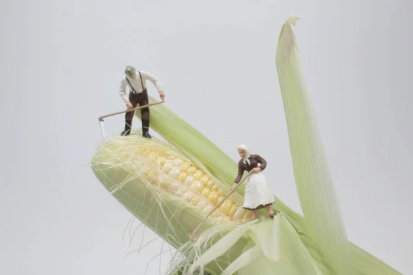 Closeup Farmers Corn Cob Macro Photo — Stock Photo, Image