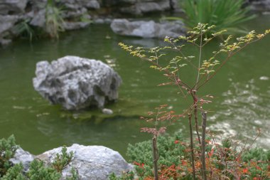 Hong Kong, Lingnan Çin Bahçesi 'nde taşlı havuz.