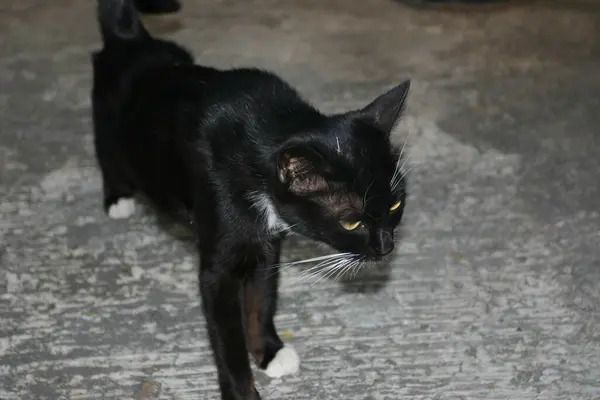 Eine Schwarze Katze Läuft Auf Dem Boden — Stockfoto