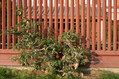 26 Aralık 2004 Çin usulü pencere ızgarası oyması 