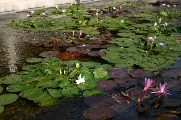 池の植物園に咲く睡蓮 — ストック写真