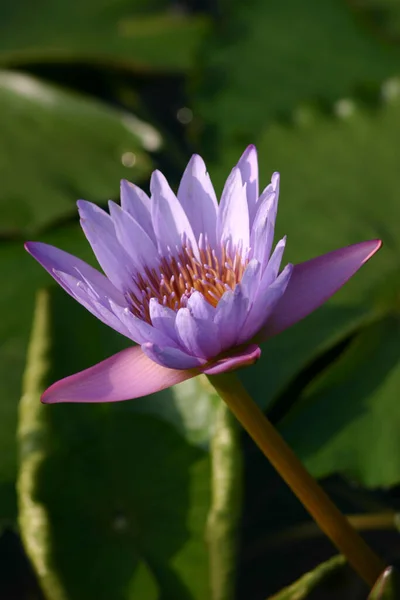 Seerosenblüte Botanischen Garten Teich — Stockfoto