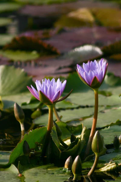 Kwitną Lilie Wodne Ogrodzie Botanicznym Stawie — Zdjęcie stockowe