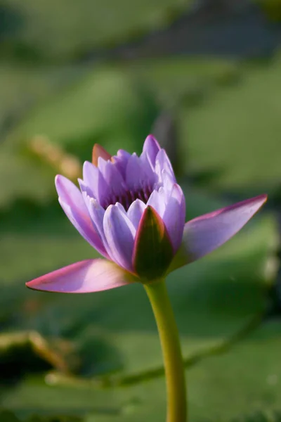 Seerosenblüte Botanischen Garten Teich — Stockfoto