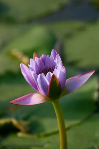 Flor Lírio Água Jardim Botânico Lagoa — Fotografia de Stock