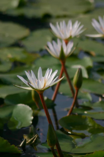 Sommarsjön Med Vatten Lily Blommor — Stockfoto