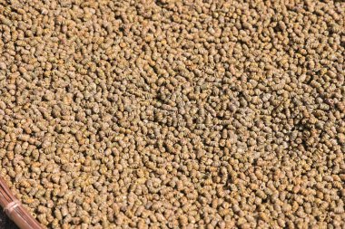 Bir yığın dendrobium candidum, değerli bir Çin bitkisel ilacı ve tonisidir.