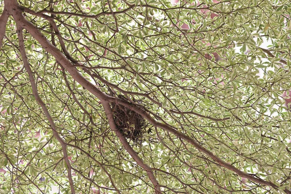 Srpna 2021 Prázdné Ptačí Hnízdo Stromu — Stock fotografie