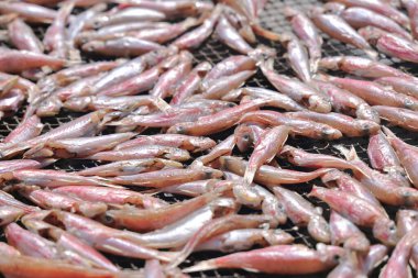 Parlak gün ışığında ızgarada balık kurutmak