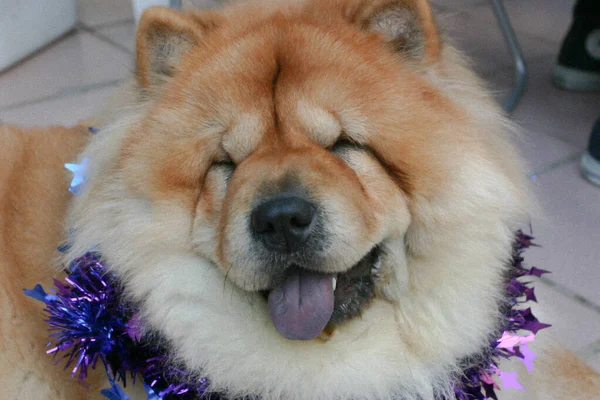 Σκυλί Κατοικίδιο Ζώο Για Μάσα Πορτρέτο Του Chow Chow Dog — Φωτογραφία Αρχείου