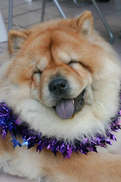 Kutyaeledel Chow Chow Dog Portré — Stock Fotó