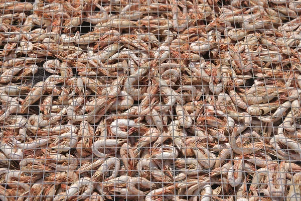 Drying Shrimps Grid Bright Sunlight — Stock Photo, Image