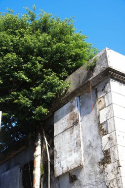 Yeşil ağaçlı kırsal bina duvarı