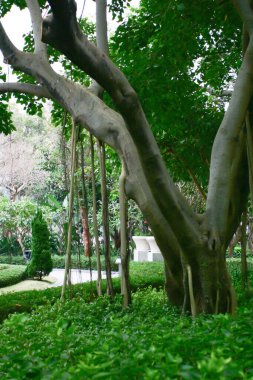 27 Kasım 2004 Victoria Parkı, Hong Kong manzarası.