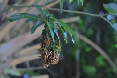 4 Eylül 2021 Eşek arısı sinüsü, Yaprakla yapılan Yabanarısı sinüsü