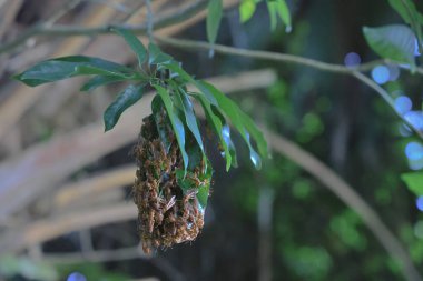 4 Eylül 2021 Eşek arısı sinüsü, Yaprakla yapılan Yabanarısı sinüsü