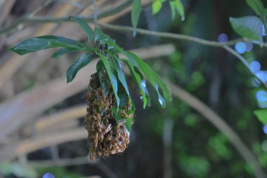 4 Eylül 2021 Eşek arısı sinüsü, Yaprakla yapılan Yabanarısı sinüsü