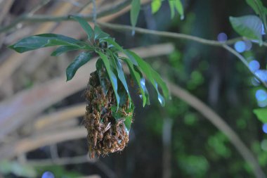 4 Eylül 2021 Eşek arısı sinüsü, Yaprakla yapılan Yabanarısı sinüsü