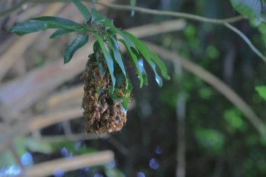 4 Eylül 2021 Eşek arısı sinüsü, Yaprakla yapılan Yabanarısı sinüsü