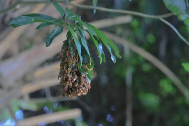 4 Eylül 2021 Eşek arısı sinüsü, Yaprakla yapılan Yabanarısı sinüsü