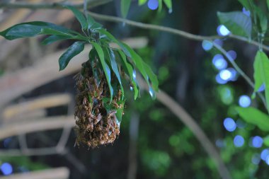 4 Eylül 2021 Eşek arısı sinüsü, Yaprakla yapılan Yabanarısı sinüsü