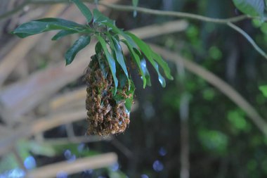 4 Eylül 2021 Eşek arısı sinüsü, Yaprakla yapılan Yabanarısı sinüsü