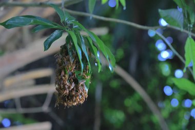 4 Eylül 2021 Eşek arısı sinüsü, Yaprakla yapılan Yabanarısı sinüsü