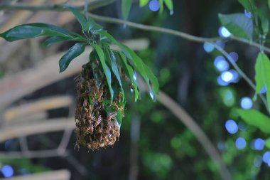 4 Eylül 2021 Eşek arısı sinüsü, Yaprakla yapılan Yabanarısı sinüsü