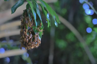 4 Eylül 2021 Eşek arısı sinüsü, Yaprakla yapılan Yabanarısı sinüsü