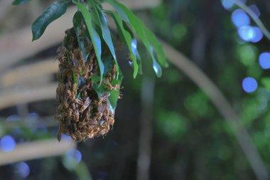 4 Eylül 2021 Eşek arısı sinüsü, Yaprakla yapılan Yabanarısı sinüsü