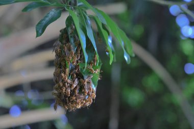 4 Eylül 2021 Eşek arısı sinüsü, Yaprakla yapılan Yabanarısı sinüsü