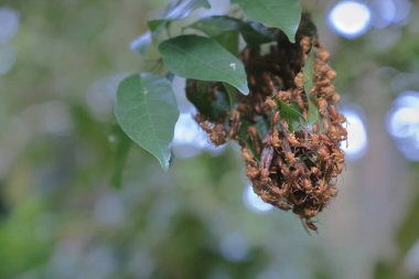 4 Eylül 2021 Eşek arısı sinüsü, Yaprakla yapılan Yabanarısı sinüsü