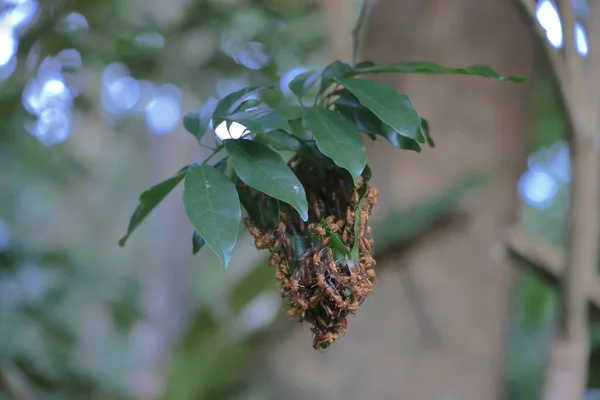 September 2021 Wasp Sinus Wasp Sinus Gör Löv — Stockfoto